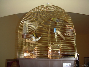 срочно продаю чижа и щегла (певчие) с клеткой #307037