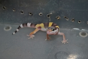 продажа детей эублефар дешево #286800