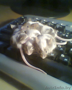 Декоративные мышки #296799