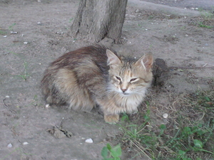 ОТДАМ КОШКУ в хорошие руки  #307439