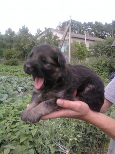 щенок немецкой овчарки #308438