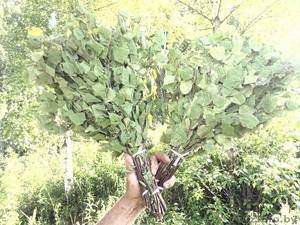 продам веники березовые банные #298515