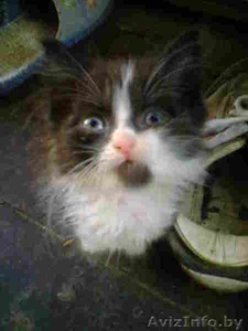 Хорошенькие котята очень нуждаются в добрых хозяевах. #304050