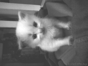 Подарю  белого пушистого котенка (3 месяца) #299829