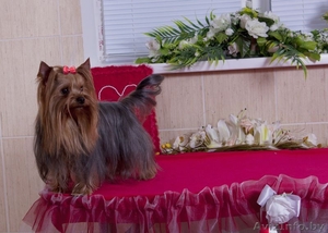   Красивый кобель йоркширского терьера приглашает невест на вязку. #297386