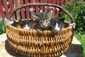 Отдам в добрые руки даром трех котят  #292044