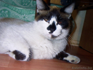  Найдена кошка в Малиновке (Минск)!!! #304766