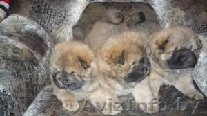 Чау- чау щенки,  с отличной родословной,  клеймо,  от родителей-чемпионов,  консульт #294558