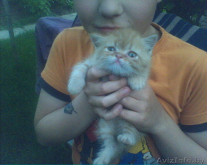 Продаю Персидского рыжего плюшевого экзота мальчика 1 мес. #286312