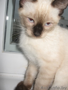 сиамская (тайская)кошечка #298208