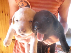 прекрасные щенки лабрадора #281293