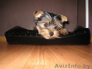 Девочка йорк мини родословная #264687