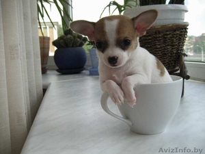 продам щека чихуахуа #297736