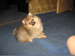 щенки карликового померанского шпица #296692