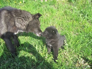 Отдам в заботливые руки #295915