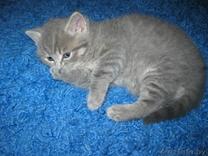 Kошечка Британская Леди #297896