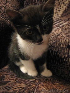 Отдам кошечку в дар! #297113