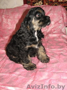 Американского кокер спаниеля щенки. #282418