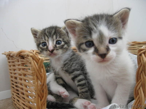 Котята в добрые руки! #292700