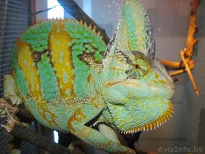 Йеменский хамелеон #282269