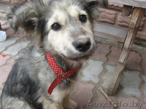 Найден пёс недалеко от города Гродно! #297436