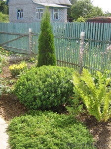 Дача,  Шкловское направление,  ст. Рыжковичи. #284204