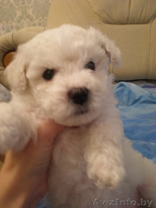 Бишон Фризе (французская болонка) #304965