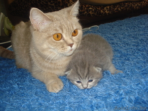 британская кошечка #284577