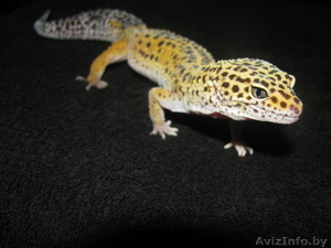 эублефар пятнистый #282263