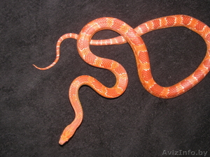 маисовый полоз - красная морфа #282274