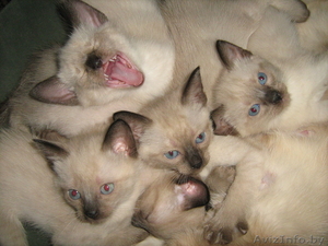 сиамские котята #294184