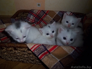 Ангоры турецкой котята. #305037