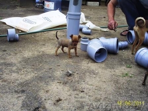 Щеночки Русского тоя #255778