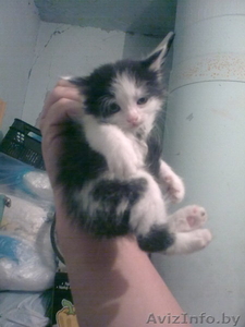 Котят  в хорошие руки отдам #282910