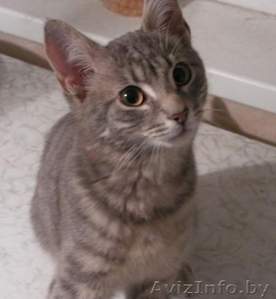 Серый котенок в дар. Девочка. 3 месяца. Приучена к туалету. #285791