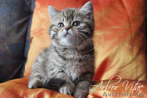 Британские котята из питомникак #300508