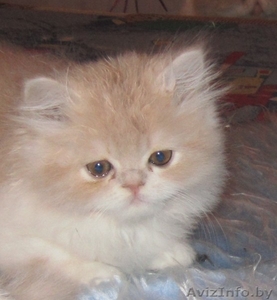 Котят породы экзотическая короткошёрстная #277026