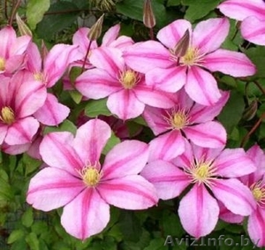 Крупноцветковые клематисы в Мнске и почтой по Беларуси #297535