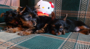 Продам милых щенков йоркширского терьера #271817