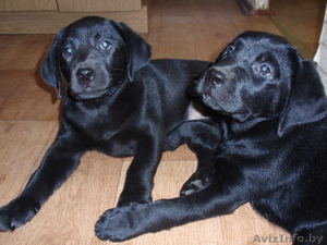 Щенки лабрадора ретривера*** #285244