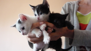 Два котенка на выбор в подарок #302854
