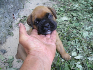 Боксера щенка,  рыжий,  возраст 1 мес. #303099