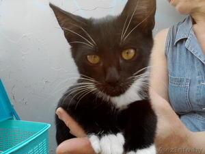 Котенок в добрые руки #297461