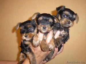 щенки йоркширского терьера для добрых людей #307386