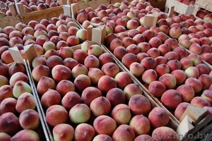 Персики,  абрикосы, нектарин, вишня, слива со склада в Сербии #309670