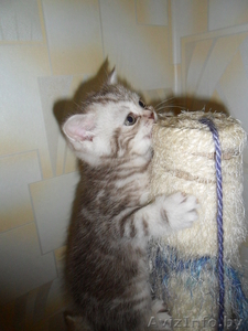 Элитные британские короткошерстные котята с документами (окрас вискас) #284952