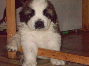 сенбернара щенки #298856