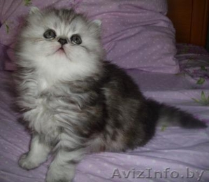 Персидские чистокровные котята,  самые красивые и очаровательные!  #282998