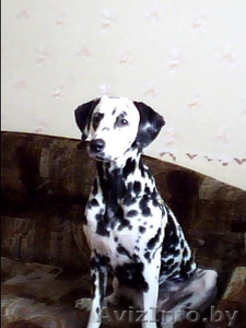 Срочно отдам собаку #282683