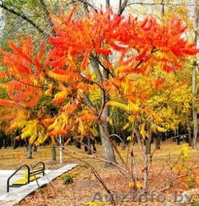 Декоративные кустарники #299301